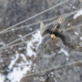K4_Hansruedi_Weyrich_Bartgeier_Schweiz